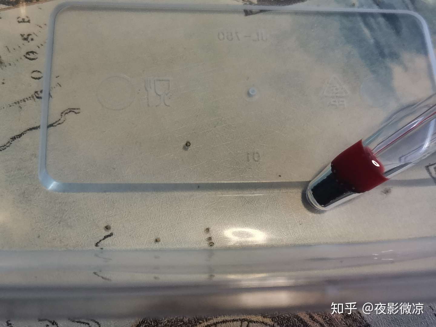 纯新手青鱂鱼卵孵化历程 知乎