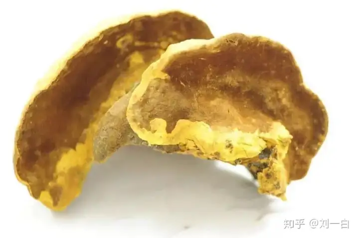 几十元到几万元，是桑黄商家的漫天要价还是品质追求？（桑黄是什么价格）