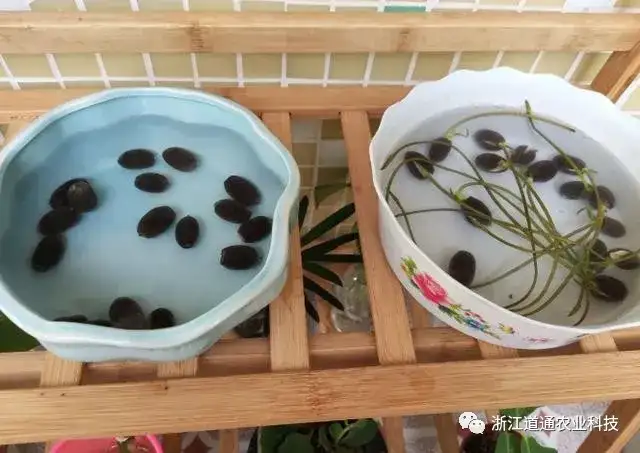 碗莲怎么种？只要割一刀，叶子爆盆开满花！(碗莲的种植方法及注意事项)