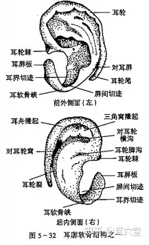 耳廓前外侧面软骨结构:耳轮棘,耳屏板,耳界切迹,耳软骨峡,屏间切迹