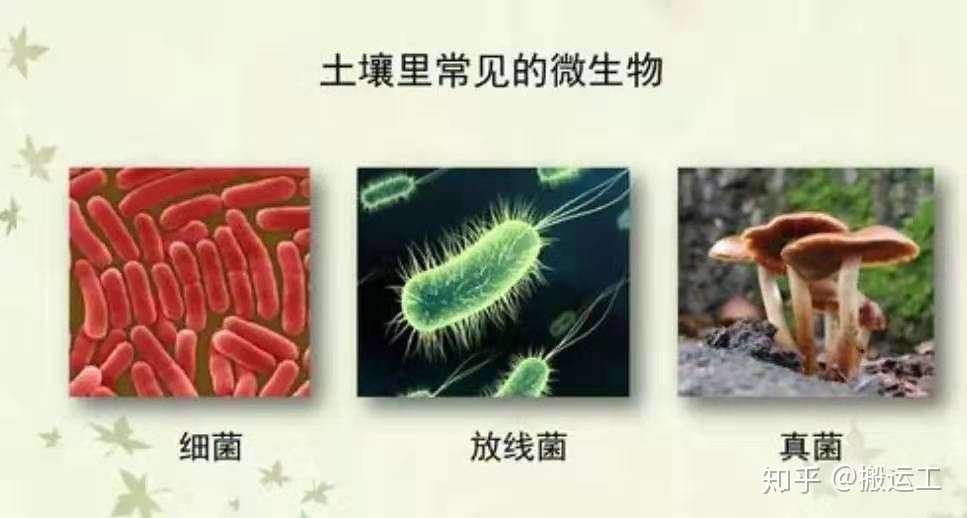 微生物都在土壤中干些啥 你知道吗 知乎 微生物都在土壤中干些啥 你知道吗 知乎