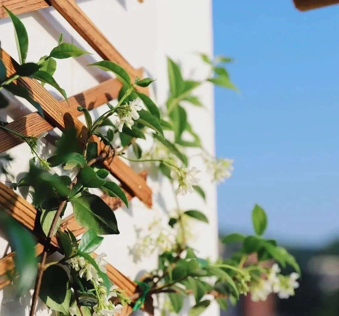 一株就能开满墙的花 四季长绿三季有花 风车茉莉了解一下 知乎