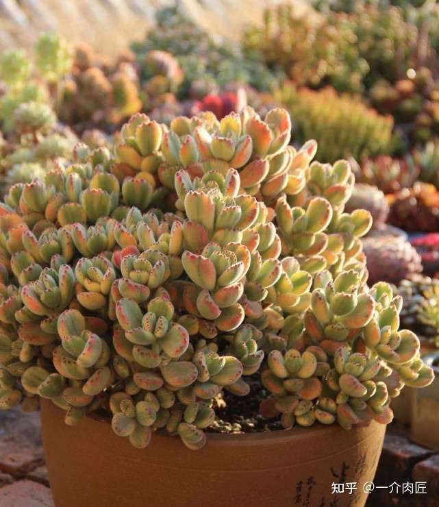 多肉植物花盆到底该怎么选 大神给你来点干货 知乎