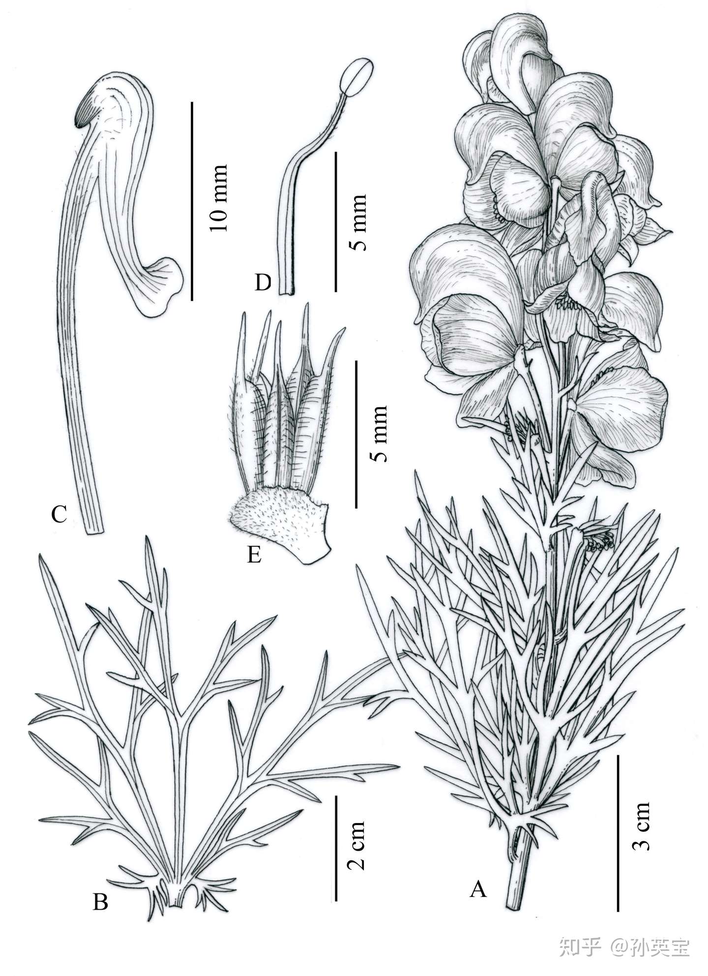 植物科学绘画中墨线图的表现方法 知乎 植物科学绘画中墨线图的表现方法 知乎