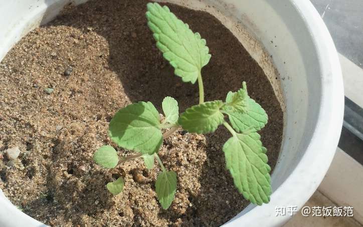 家庭水培种菜第八章 扦插水培无限繁殖薄荷和罗勒 知乎