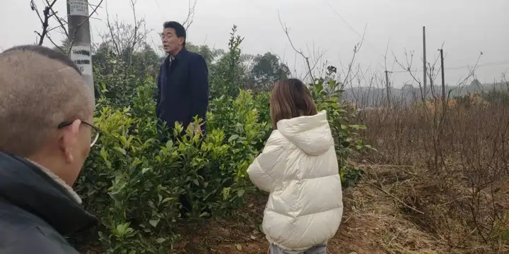 贵州省客户参观强李子苗基地实地考察晚熟李子苗 - 知乎