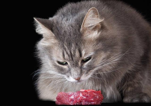 猫吃生肉对肠胃会影响吗