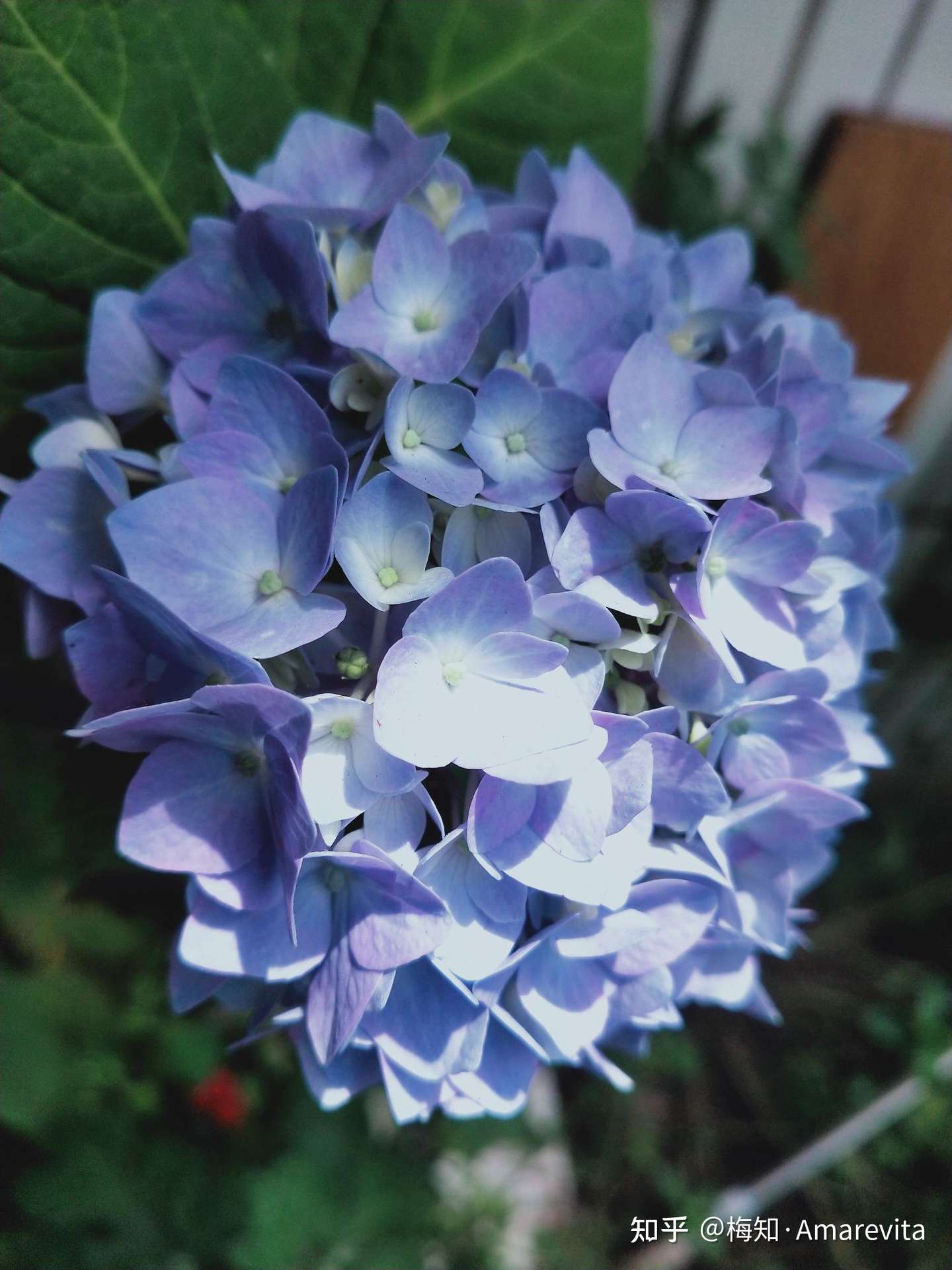 绣球 五月七日 21年 365日 一日七话题 知乎