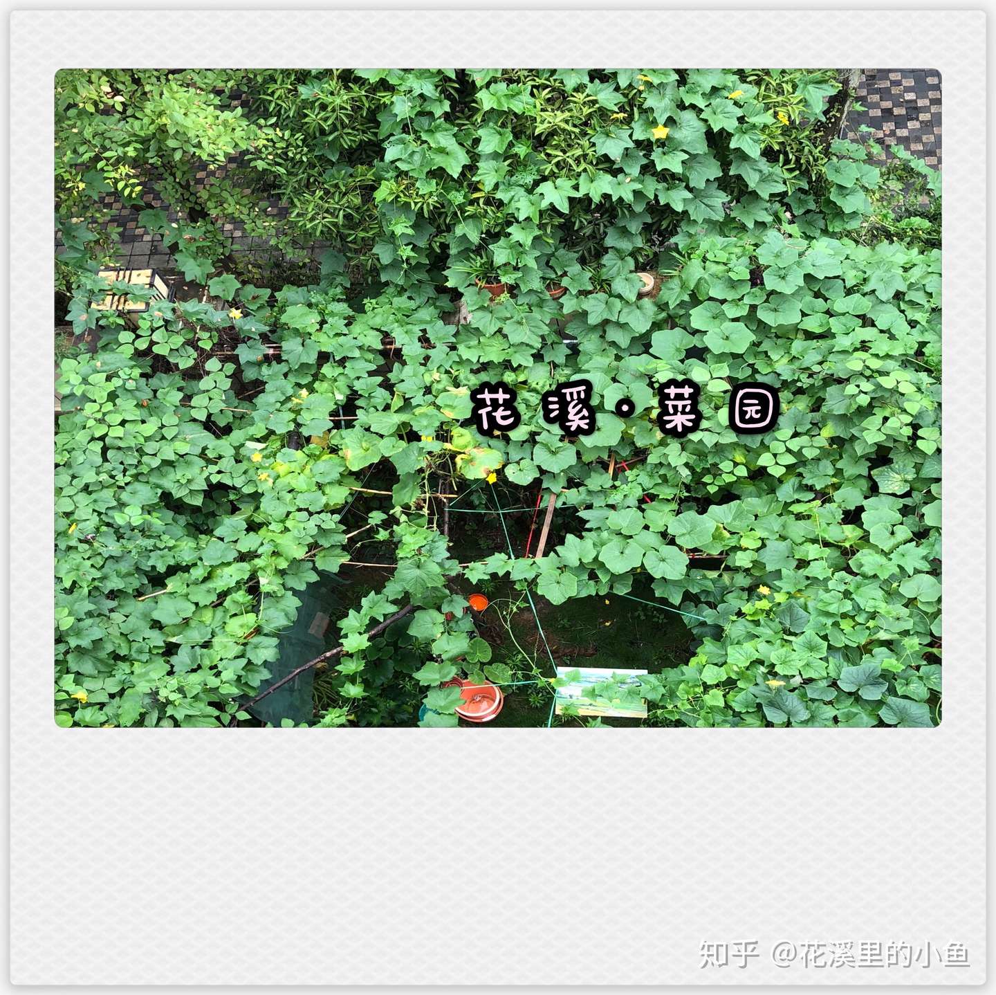 花溪 菜园 如何给南瓜授粉 知乎