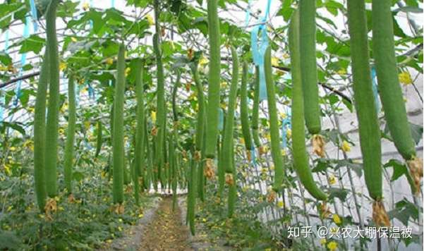 丝瓜高产优收的种植技术 知乎