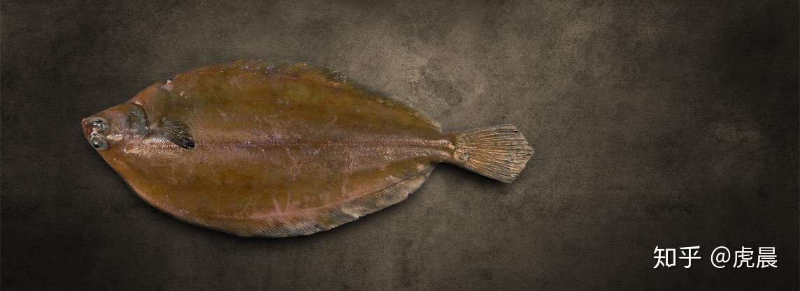 碟中鲽 主流鲽鱼大观 知乎