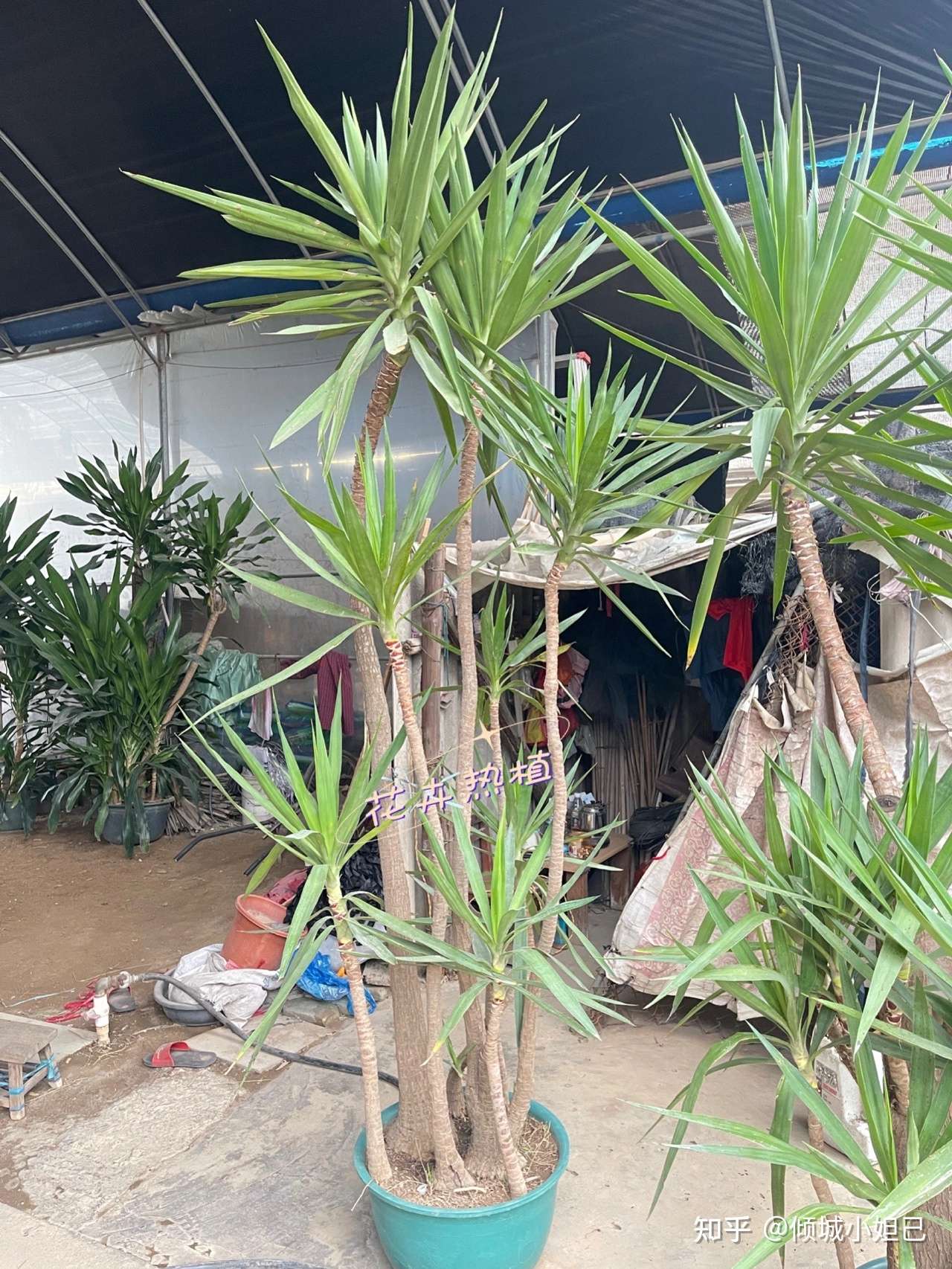 倾城小妲己 的想法: 荷兰铁又称巨丝兰,象脚丝兰,无刺丝兰,… - 知乎