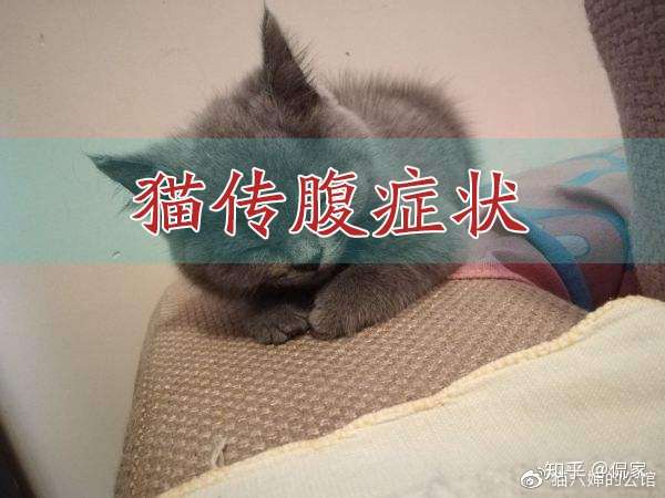 猫传腹症状大全【前中后期症状】 - 知乎