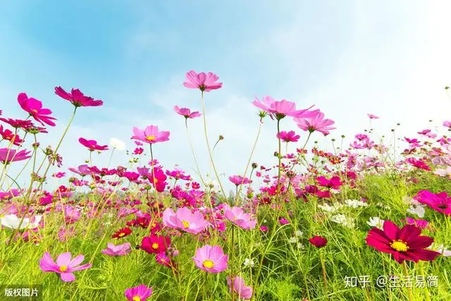 5月开花季 除了赏花还可种花 这些花卉很适合你 知乎