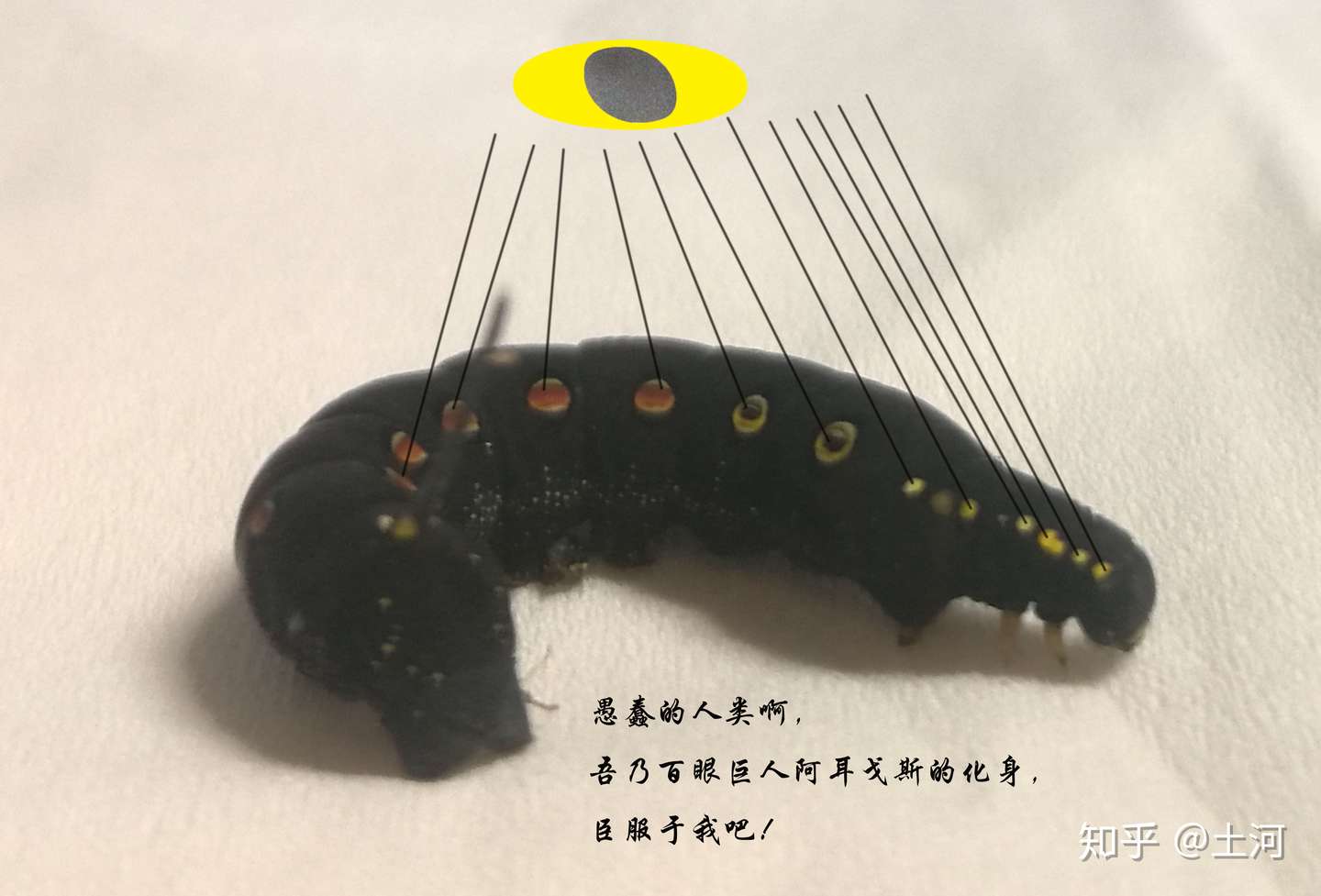 青凤蝶的故事 知乎