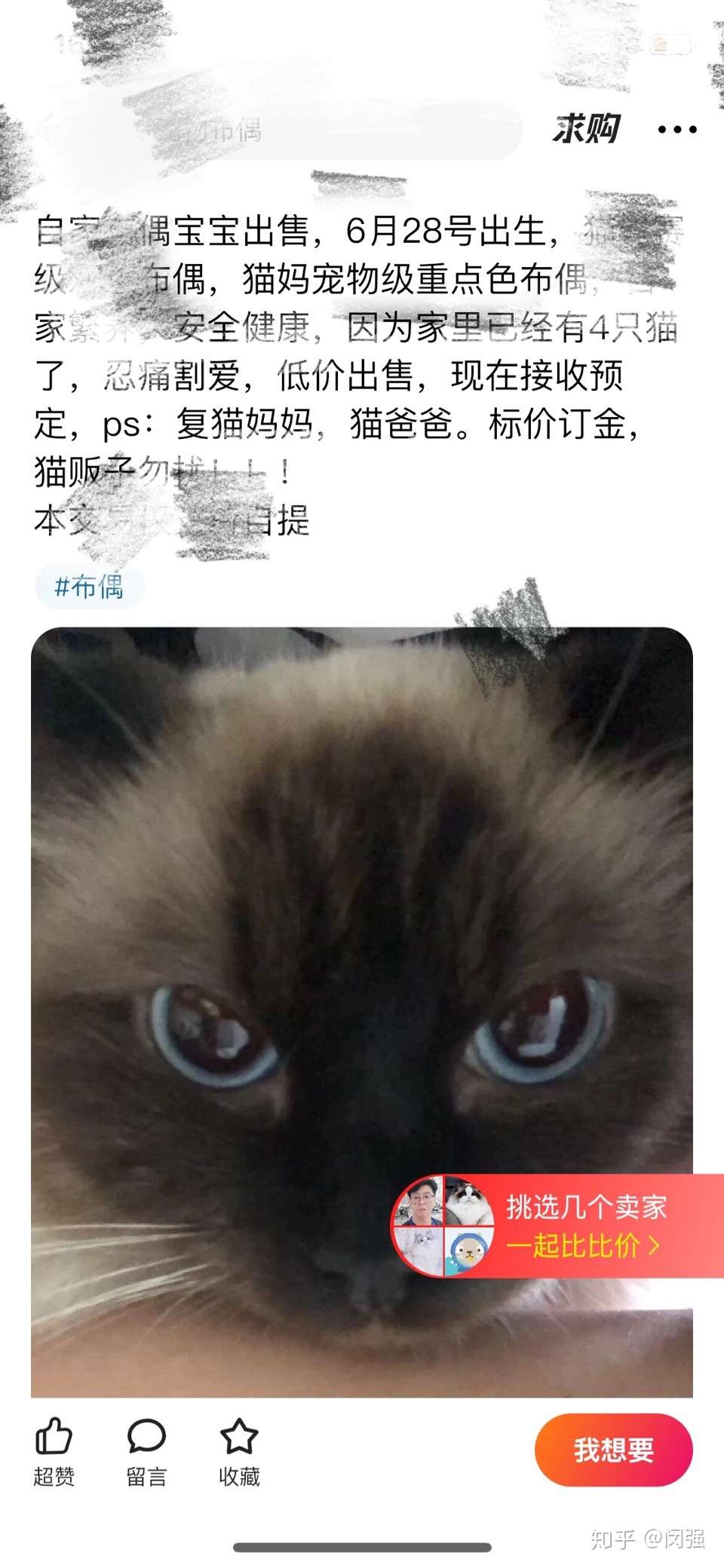 闲鱼购买布偶猫经历 知乎