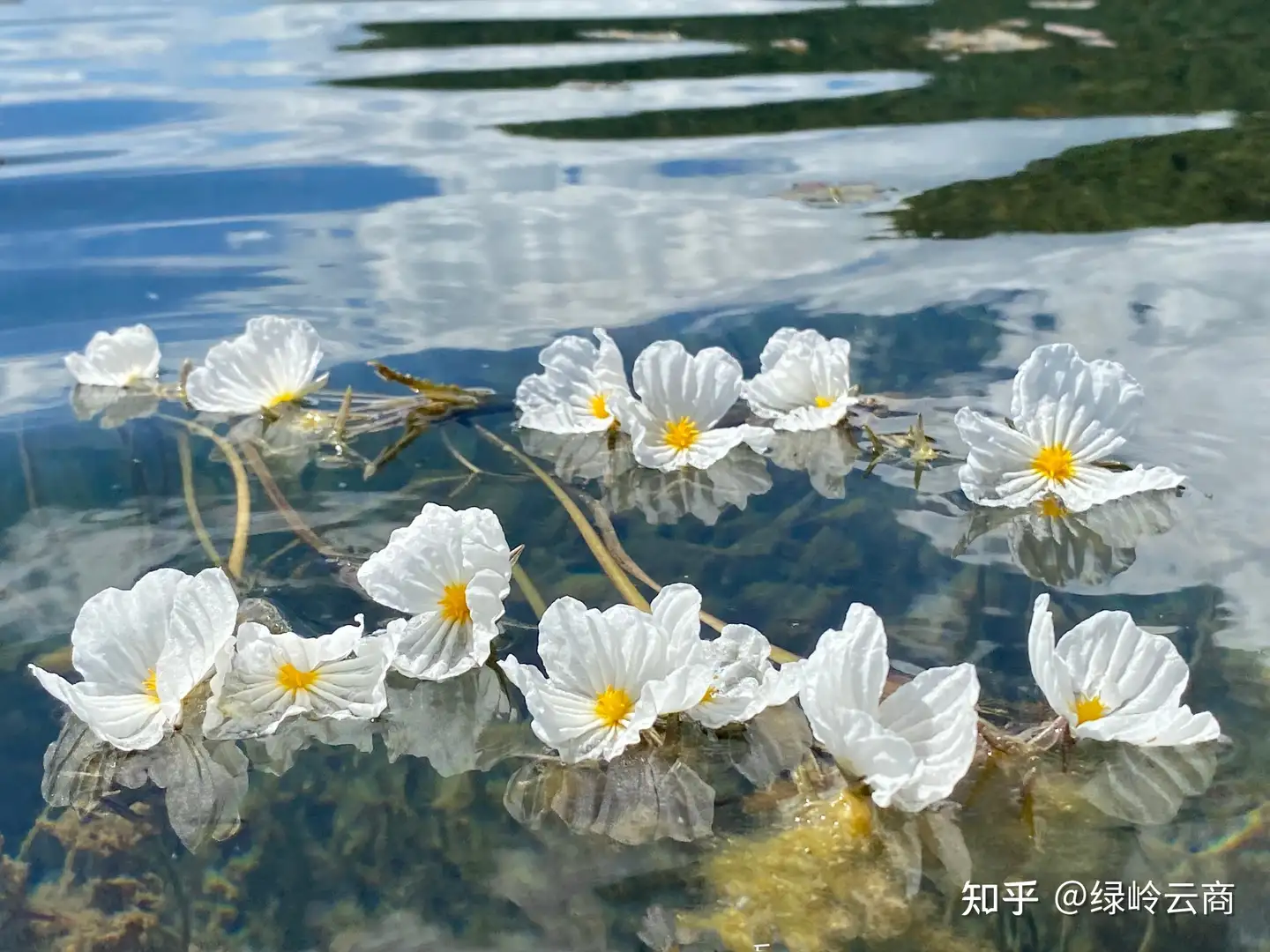 为 水 而动 这些水生植物你知道吗 知乎