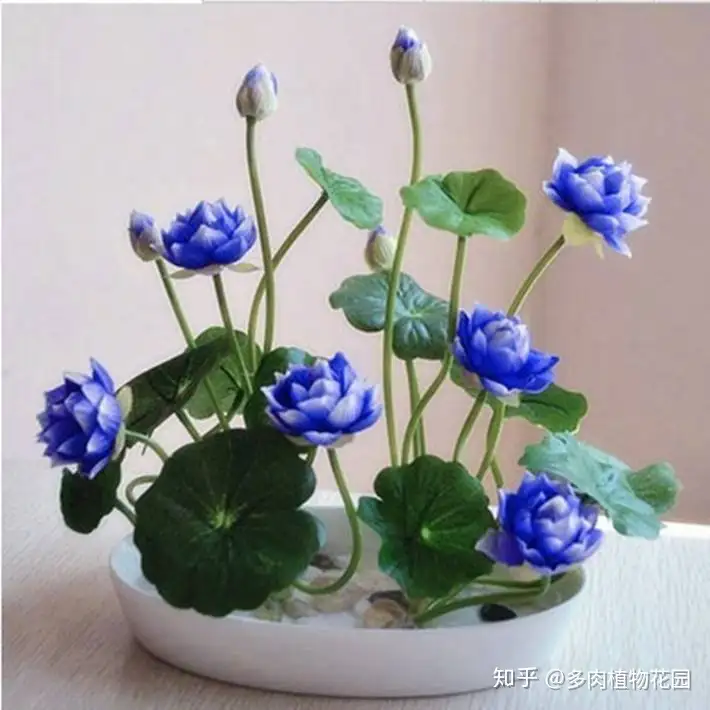 在家种碗莲，学会这方法，省时省力，又容易开花(家养碗莲种植方法视频)
