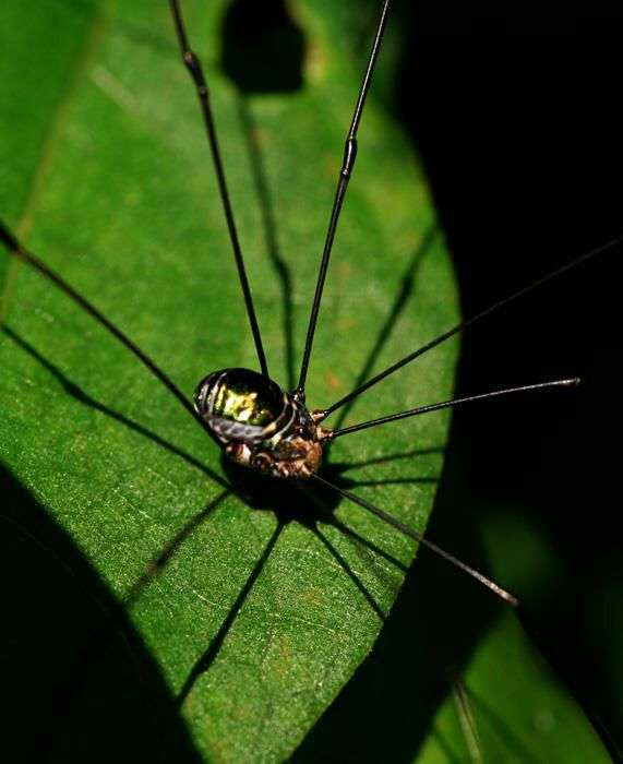 家中常见的蜘蛛,腿细长?