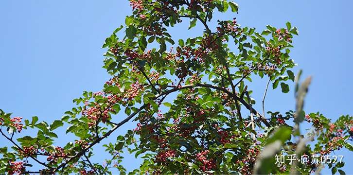 花椒加生姜 肠胃渐渐顺 知乎