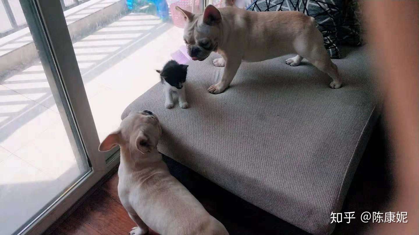 养一只猫会带来多大的幸福感 知乎