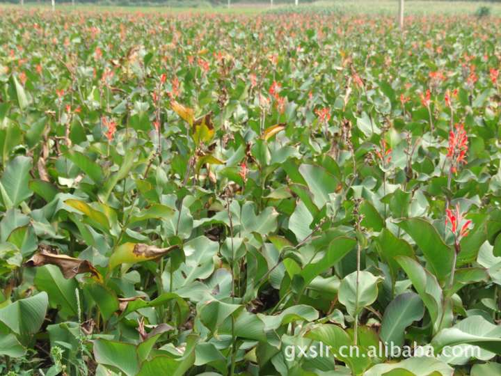 除了常见粮食作物外,还有哪些植物淀粉含量比较高?