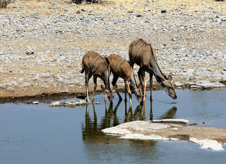 ������,���ػ���KUDU.