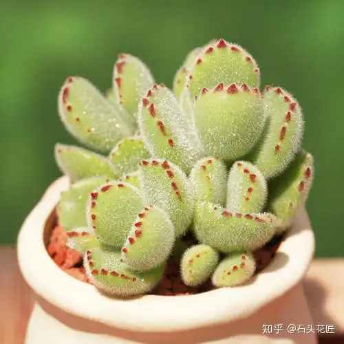 熊童子掉叶 徒长 注意 4个 细节 半年长成 熊森林 知乎