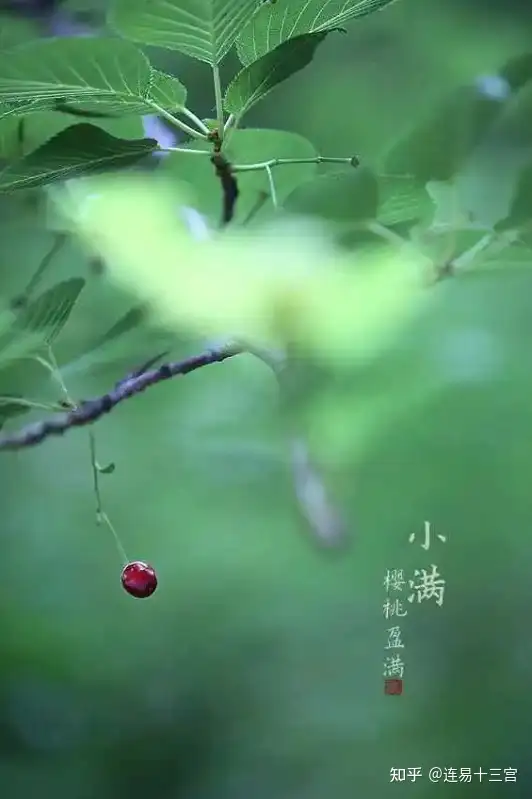 【24节气详解】小满-附养生精要