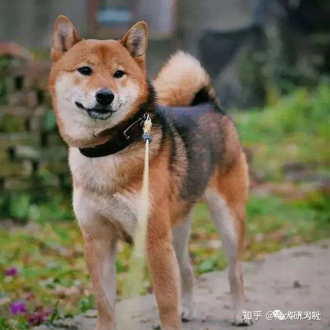 科普丨三分钟带你解锁胡麻柴犬 知乎