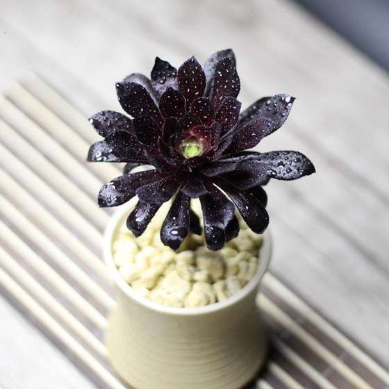 11种高贵诡美的暗黑系花卉 你见过几种 知乎