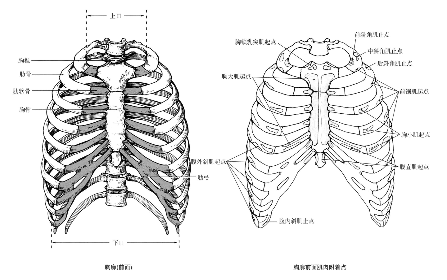 解剖学笔记 胸廓 关节 骨 知乎