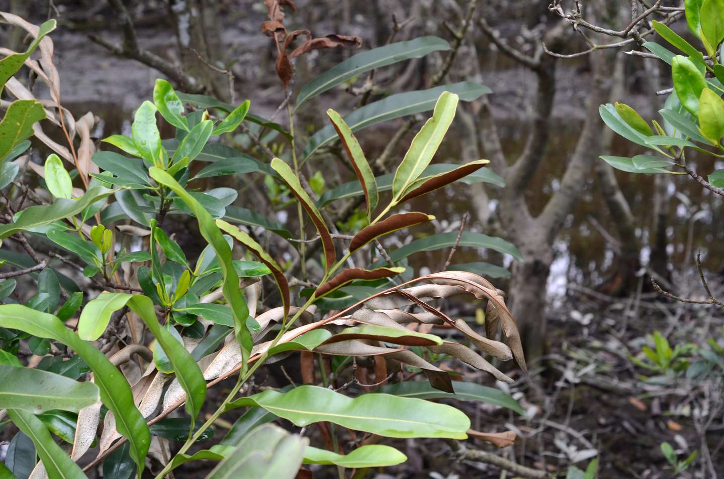 在香港看花的日子 二 知乎