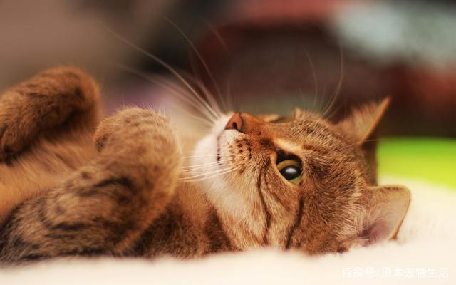 十大猫咪冷知识,你都知道吗? 十大猫咪冷知识,你都知道吗?