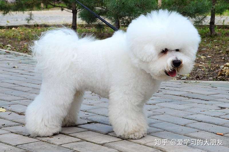 你家的比熊应该吃什么样的狗粮 你知道吗 知乎 你家的比熊应该吃什么样的狗粮 你知道吗 知乎