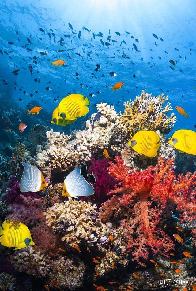 2 的地球 岛屿 知乎