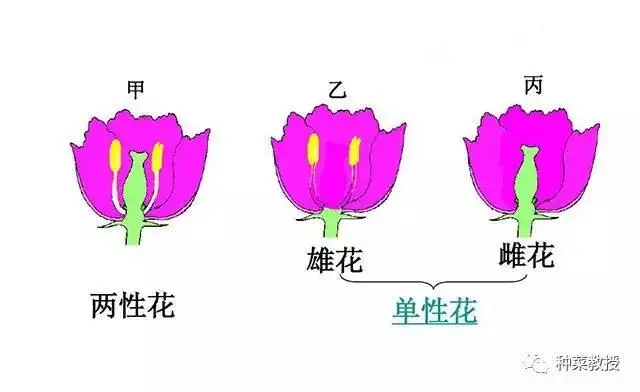 种菜教授 阳台种菜 不会人工授粉 超简单 只要学会这点就够了 知乎