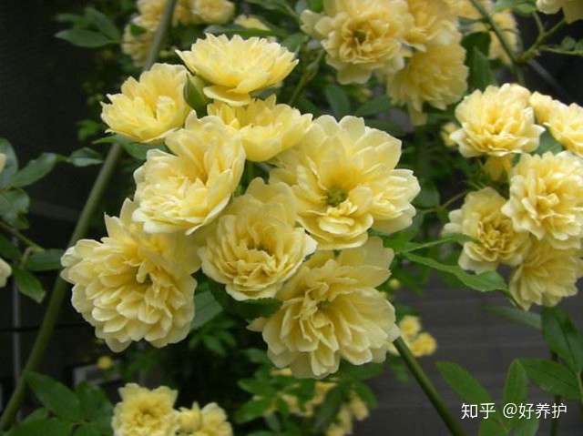 中式庭院不可或缺的十种植物 知乎