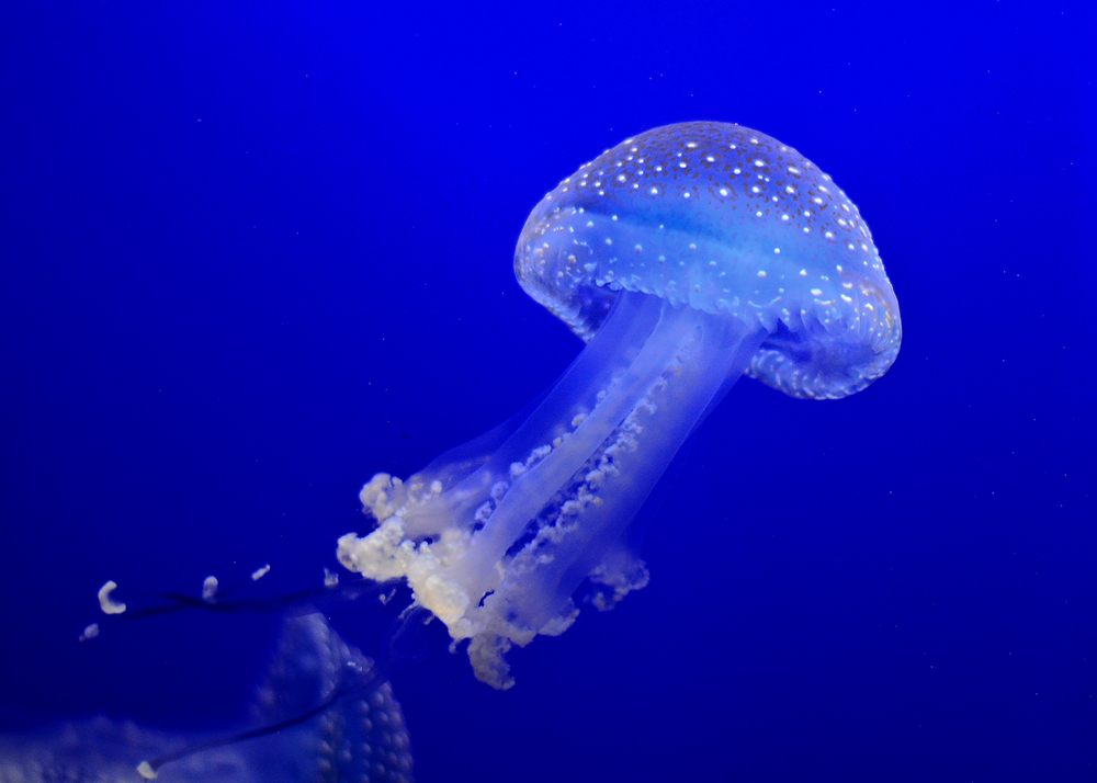 百科不大全 动物篇 2 刺胞动物门 知乎