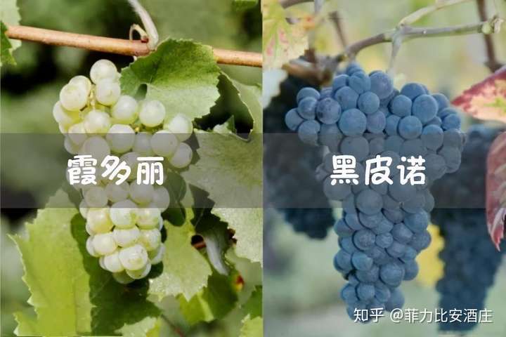 霞多丽and黑皮诺凭什么它们是最适合酿造起泡酒的葡萄