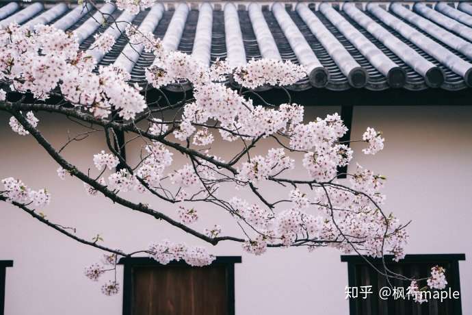日本九州 闲逛小城 偶遇一场樱花雨 知乎