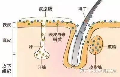 可能激活皮脂腺分泌;胰島素樣生長因子-1的上調也可促進皮脂腺分泌