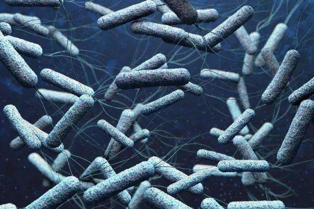 麻省理工学院开发出新型混合益生菌 每年致近10 万人死亡的霍乱可借此得到有效预防 诊断及治疗 知乎