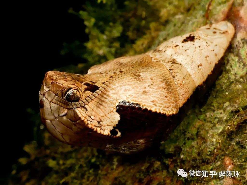 生物拟态进化 一切为了活下去 知乎