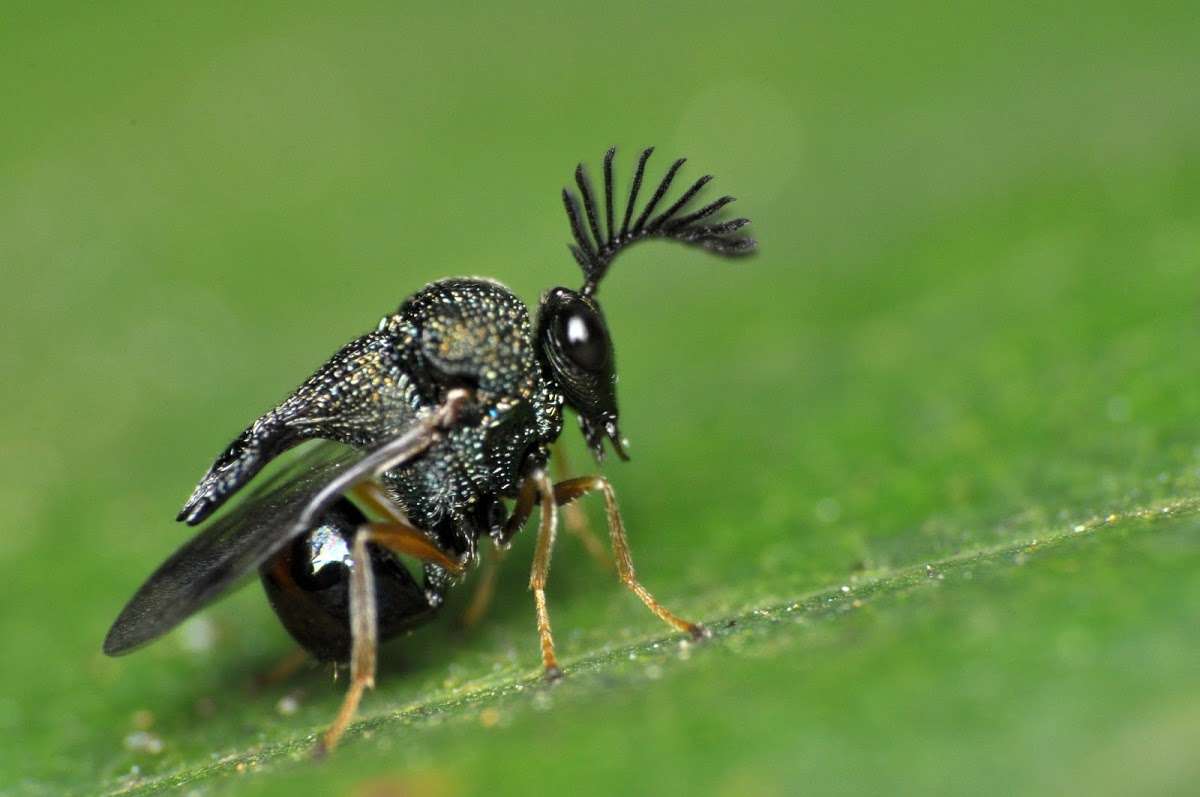 环形剧场现任负责人 的想法: 蚁小蜂科eucharitidae和圣餐eucharisti