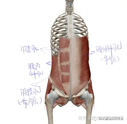 這四塊肌肉的延伸範圍己經超過了腹部區域,它們圍繞著胸部邊緣到達胸