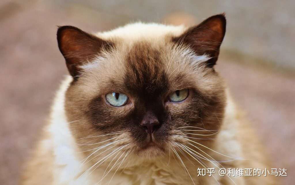 猫患老年痴呆症的7 个表现 知乎