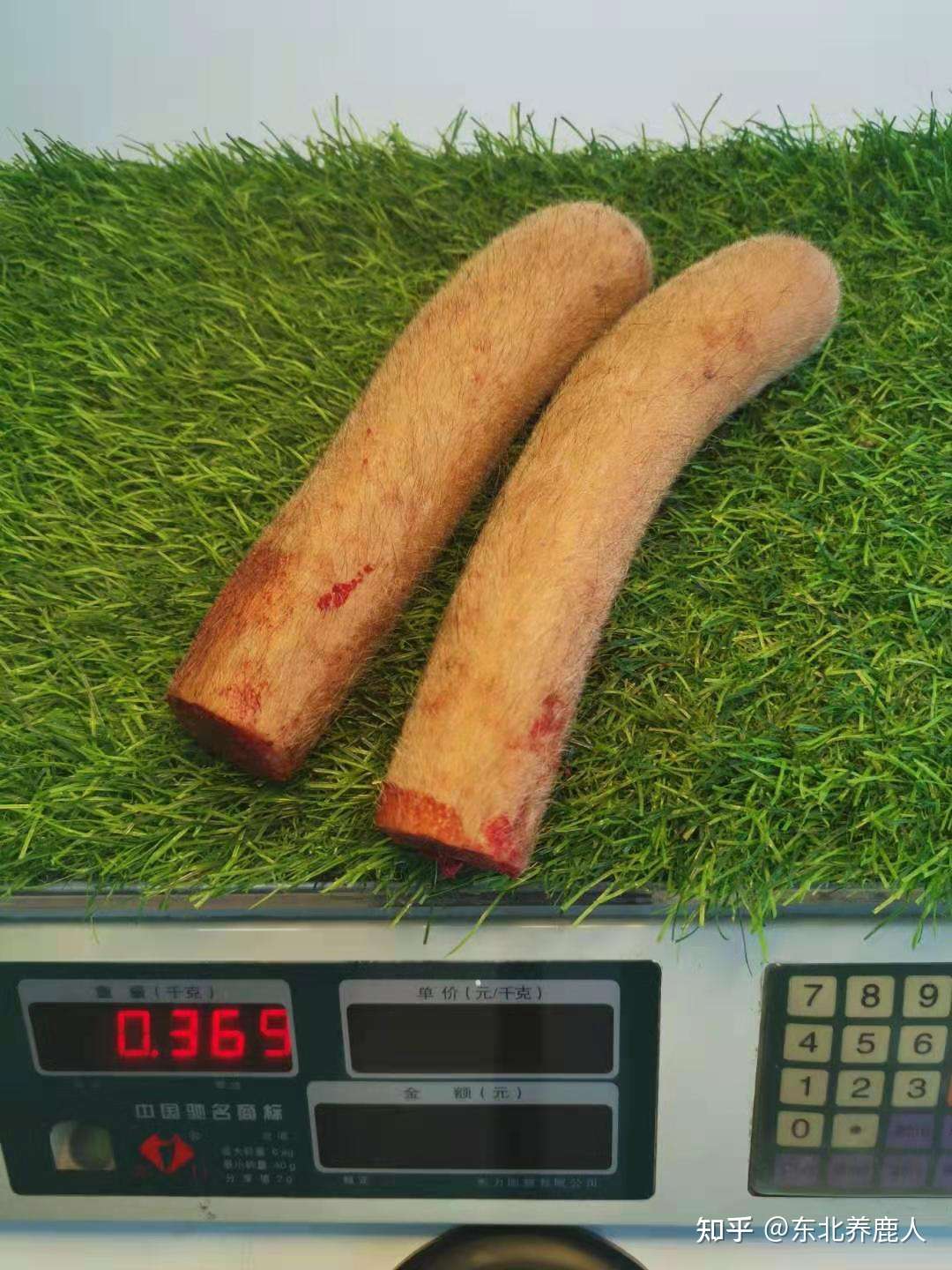 东北养鹿人 的想法: 今天收获的小毛桃鹿茸 - 知乎