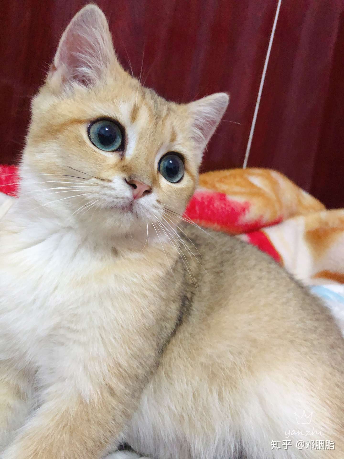 猫腹水一个月时间的坚持- 知乎