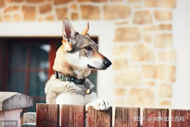 捷克狼犬很优秀又忠诚无比，但却被多”